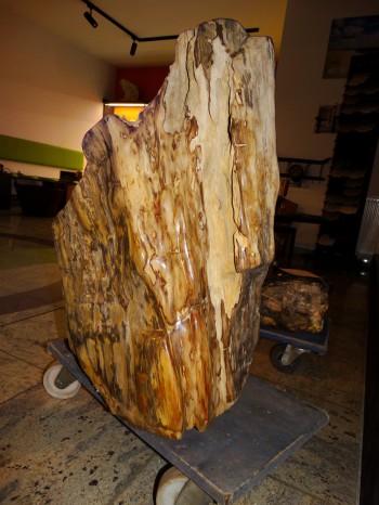 Versteinertes Holz "Wurzel"