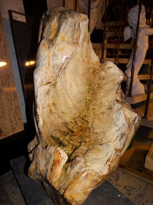 Versteinertes Holz "Wurzel"